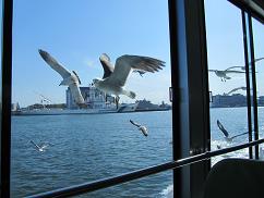 100630  s  matsushima seagull.jpg