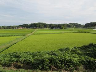 100901 s GM rice paddy.jpg